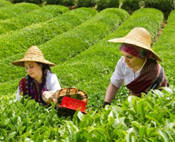 Yaş Çay Dahil Tarımsal Destek Üzerinden Alınan Gelir Vergisi, Çiftçilere İade Edilecek
