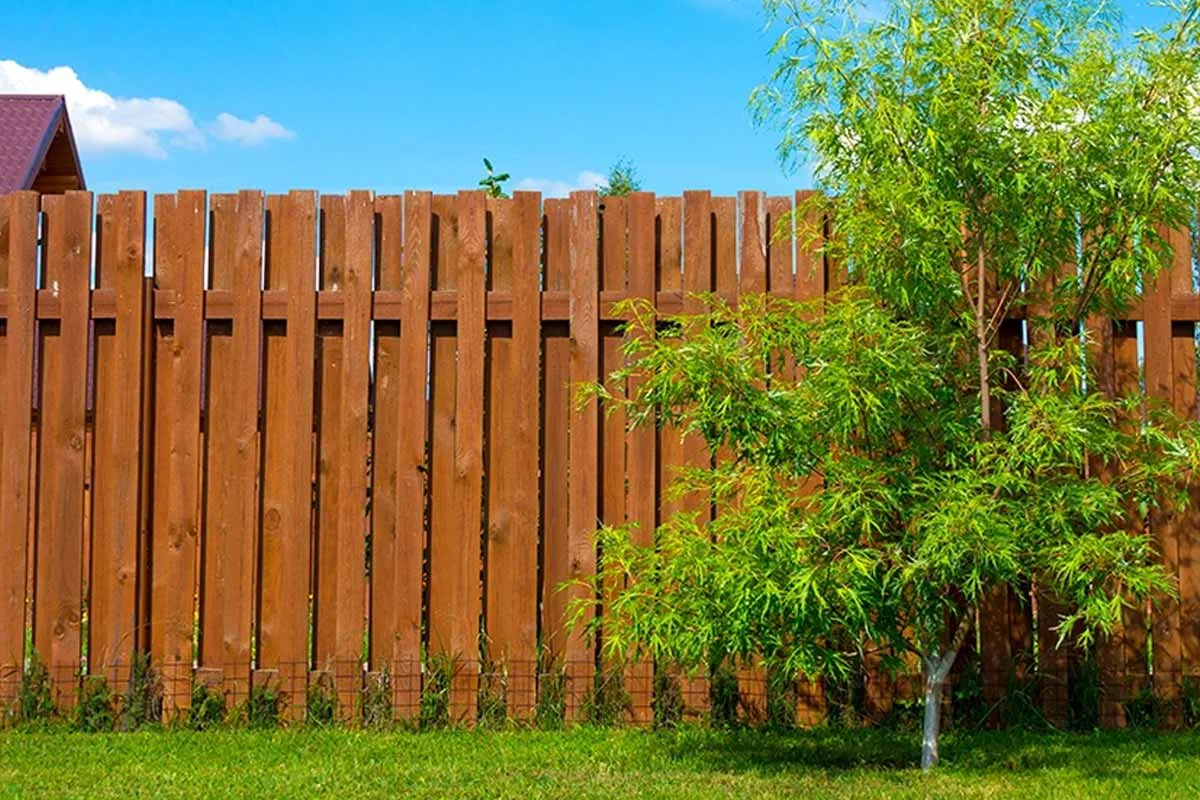 Komşunun Ağacını Budama: Bilmeniz Gerekenler