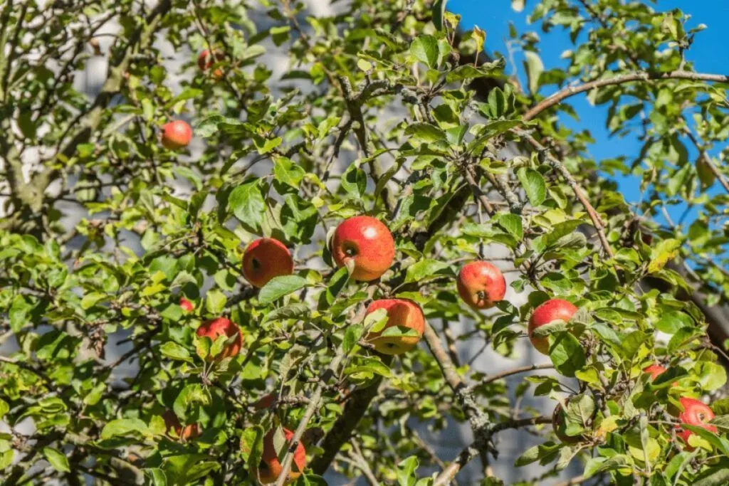 Meyve Bahçeni Nasıl Cennete Dönüştürürsün